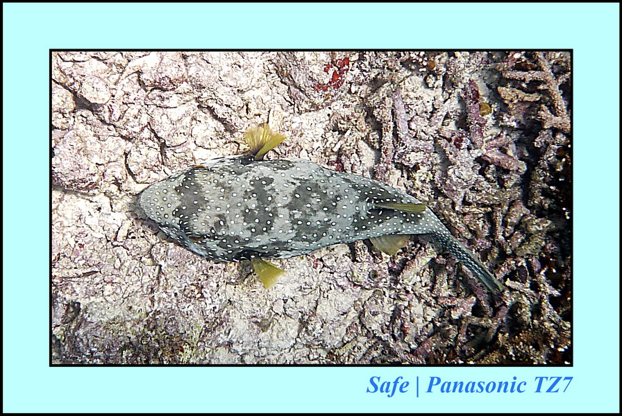 2011 - 08 - Borneo - Sipadan 009